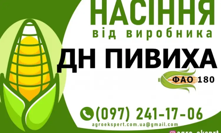 Гибрид кукурузы ДН Пивиха (ФАО 180). Семена от производителя - фото № 1