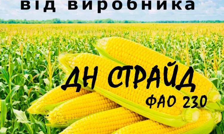 Насіння кукурудзи ДН Страйд ФАО 230 від виробника Agro_Exprt - фото № 1