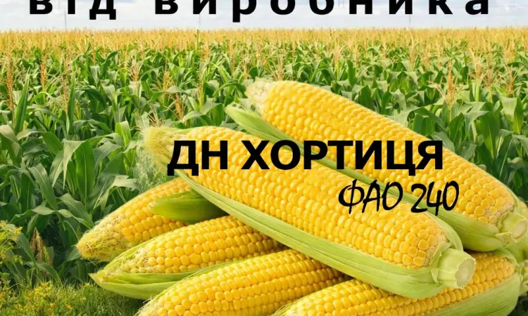 Насіння кукурудзи ДН Хортиця, ФАО 240, от производителя - фото № 1