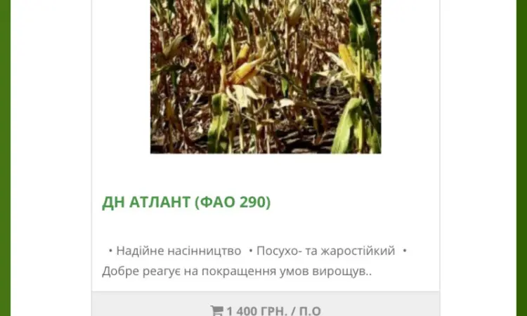 Насіння кукурудзи ДН Атлант (2025 року) від виробника - фото № 1