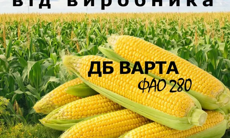 Насіння кукурудзи ДБ Варта ФАО 280 от производителя - фото № 1