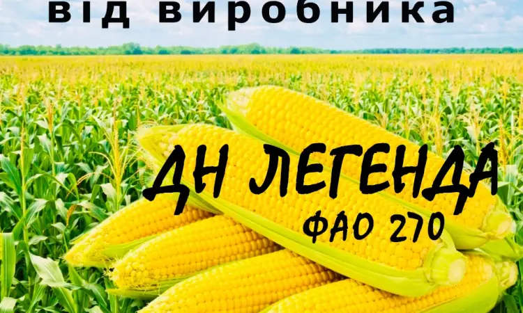 Насіння кукурудзи ДН Легенда ФАО 270 от производителя Agro_Exprt - фото № 1