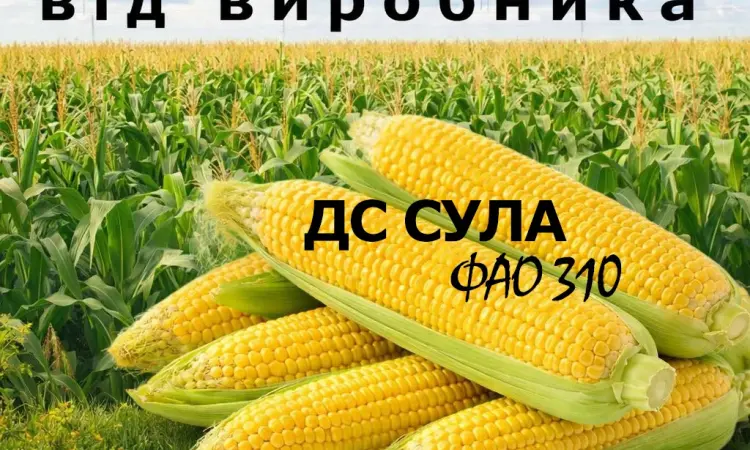 Насіння кукурудзи ДС Сула / від виробника / ФАО 310 - фото № 1