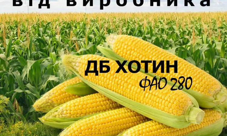 Насіння кукурудзи ДБ Хотин ФАО 280 від виробника - фото № 1