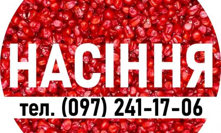 Наcіння кукурудзи ДН Кияхи (ФАО 190) от производителя - фото № 2