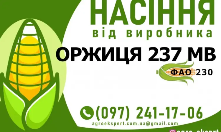 Гибрид кукурузы Оржиця 237 МВ (ФАО 230) от производителя - фото № 1