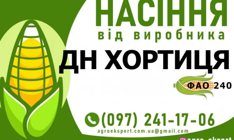 Гибрид кукурузы ДН Хортиця (ФАО 240) от производителя - фото № 1