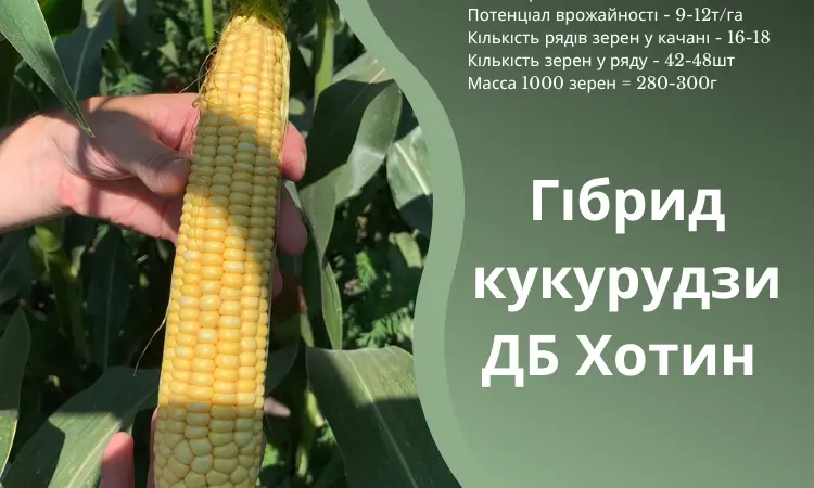 Семена кукурузы ДБ Хотин ФАО 280 от оригинатора - фото № 1