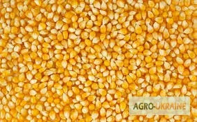 Продажа кукурузы с безналичной оплатой - фото № 1