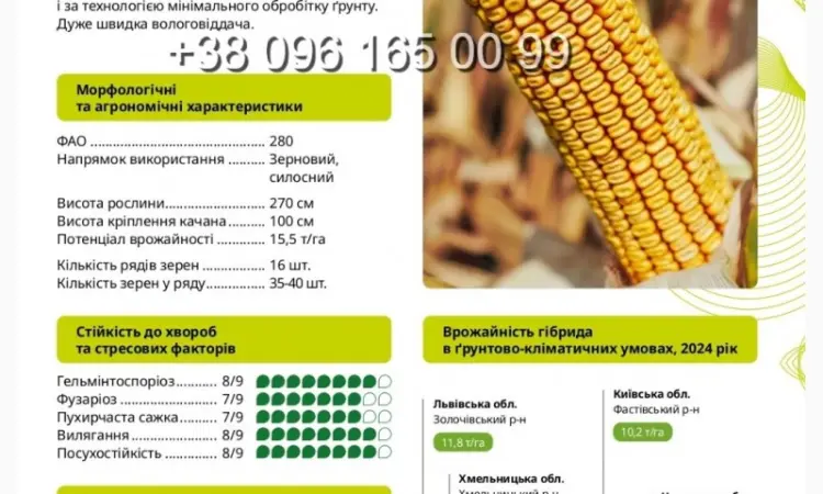 Насіння кукурудзи ВН 63 ФАО 280 - високий потенціал врожайності - фото № 1