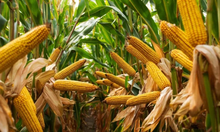 Насіння кукурудзи Оніо у продажу - фото № 1