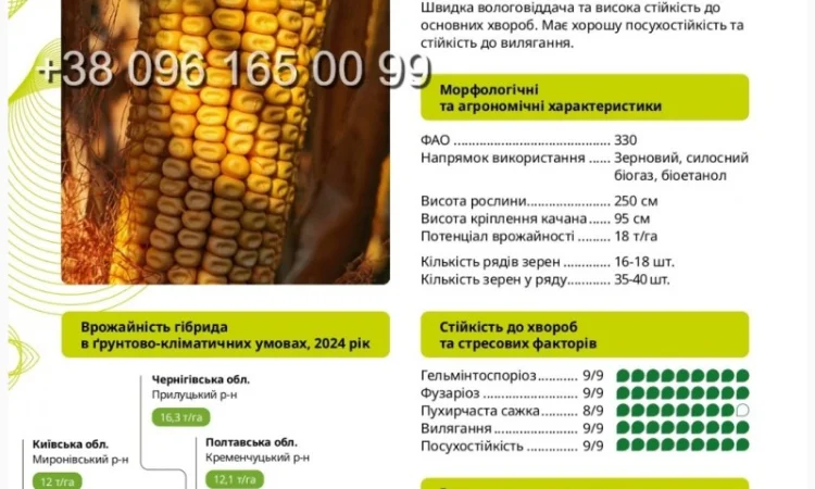 Насіння кукурудзи Ронін ФАО 330 – высокопродуктивный гибрид - фото № 1