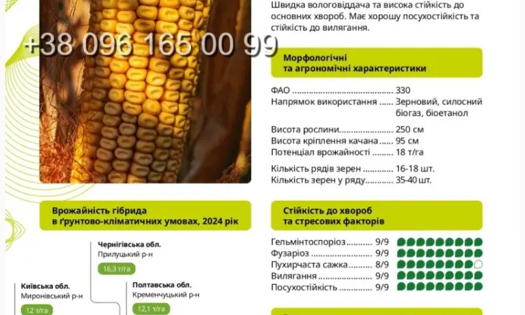 Насіння кукурудзи Ронін ФАО 330 – сучасний гібрид - фото № 1