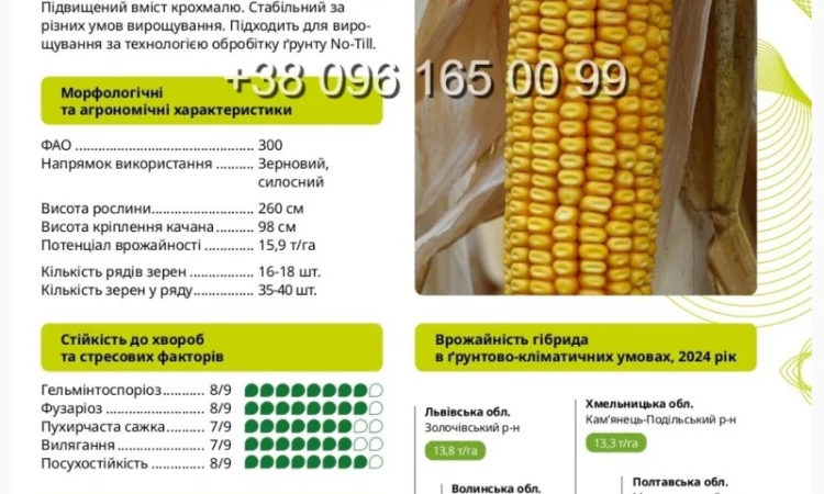 Насіння кукурудзи Гран 6 ФАО 300 – продаж - фото № 1