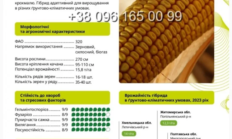 Насіння кукурудзи Амарок 290 - високий врожай - фото № 1