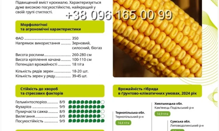 Насіння кукурудзи ТЕСЛА ФАО 350 – висока продуктивність для вашого поля - фото № 1