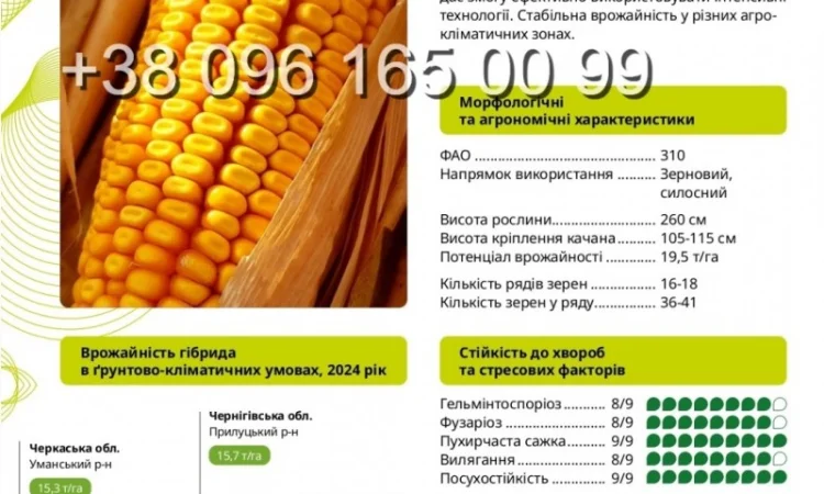 Насіння кукурудзи Бейліс ФАО 310 – високий урожай - фото № 1