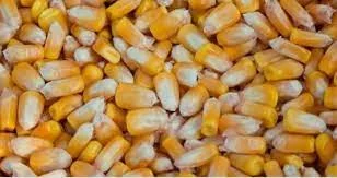 Закупка Кукурузы оптом в Львове - фото № 1