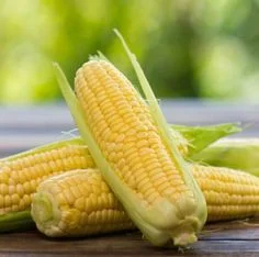 Компания закупает сою на постоянной основе - фото № 1