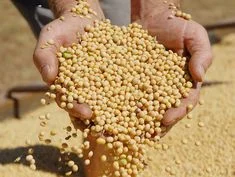 Закупаем базовую кукурузу и другие зерновые культуры - фото № 3