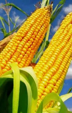 Закупаем кукурузу оптом - фото № 1