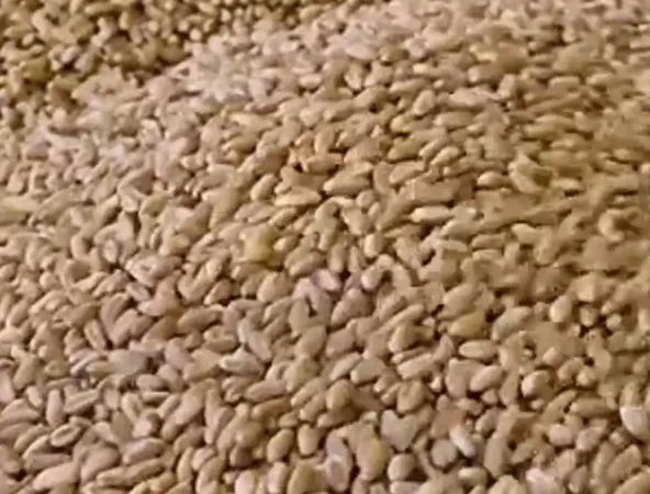 Пшениця озима Зіра на продаж - фото № 1