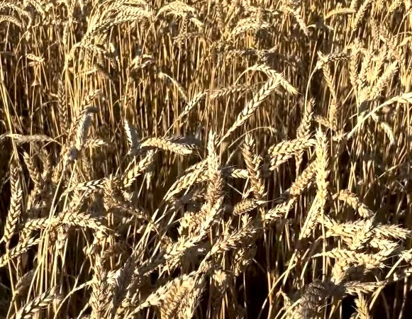 Пшениця озима Зіра на продаж - фото № 2