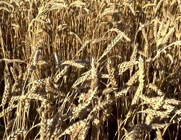 Озимая пшеница Зира с высокой зимостойкостью - фото № 2