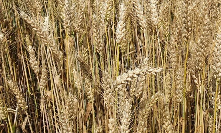 Пропонується насіння ярої пшениці ТРІЗО - фото № 1