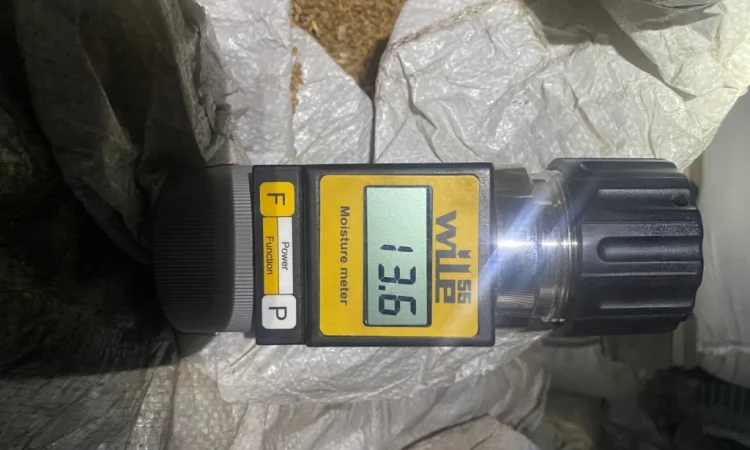 Пшениця урожай 2025 року на продаж - фото № 1