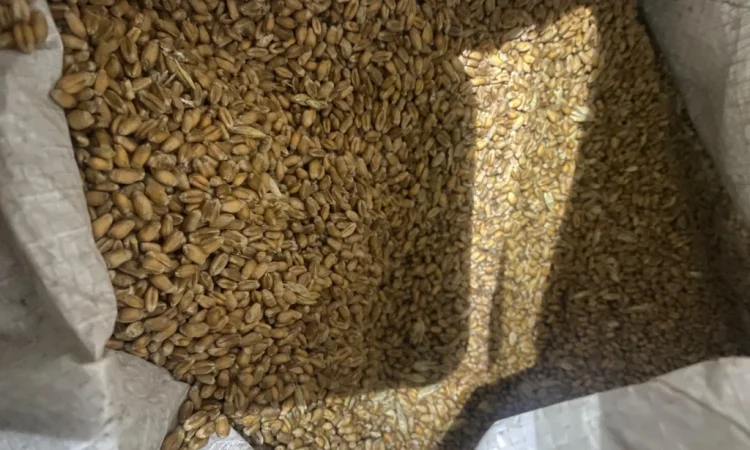 Пшениця урожай 2025 року на продаж - фото № 2