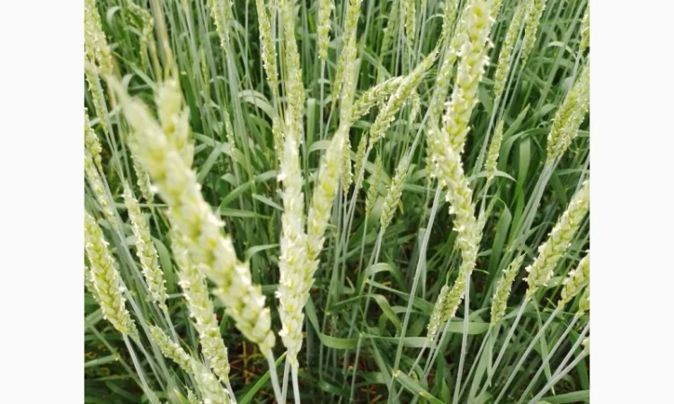 Продаж насіння пшениці ярої «ШАРКІ» 2реп - фото № 2