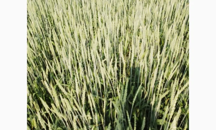 Продаж насіння пшениці ярої «ШАРКІ» 2реп - фото № 3