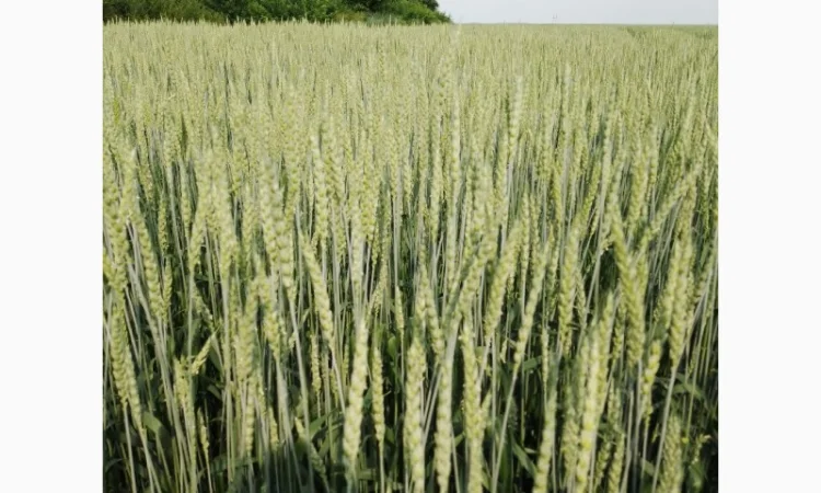 Продаж насіння пшениці ярої «ШАРКІ» 2реп - фото № 4