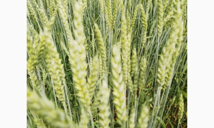 Продаж насіння пшениці ярої «ШАРКІ» 2реп - фото № 5