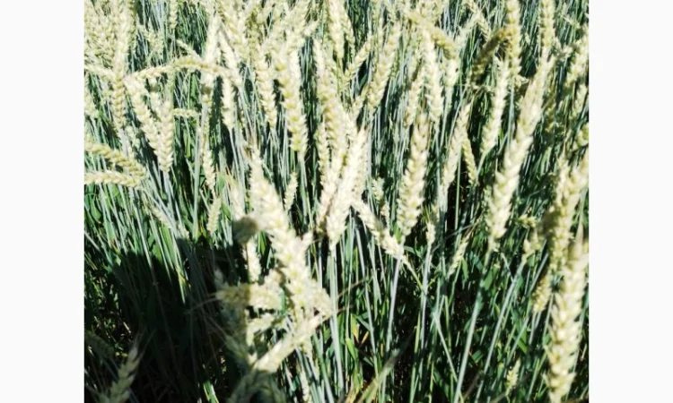 Продаж насіння пшениці ярої «ШАРКІ» 2реп - фото № 6