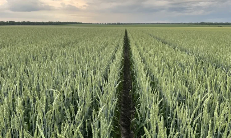 Продажа пшеницы ярой Оксамит миронівський - фото № 1