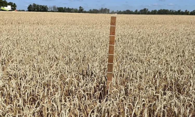 Продажа пшеницы ярой Оксамит миронівський - фото № 2