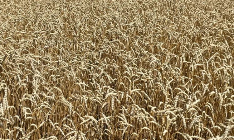 Продажа пшеницы ярой Оксамит миронівський - фото № 3