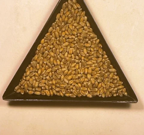 Продажа пшеницы мягкой Семкода Мироновская - фото № 1