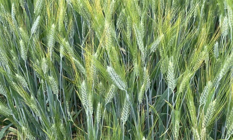 Продается пшеница твердая озимая Єлісей - фото № 1