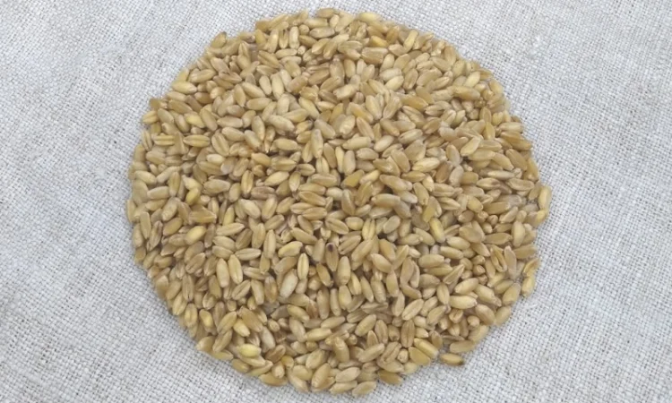 Продается пшеница твердая озимая Єлісей - фото № 3