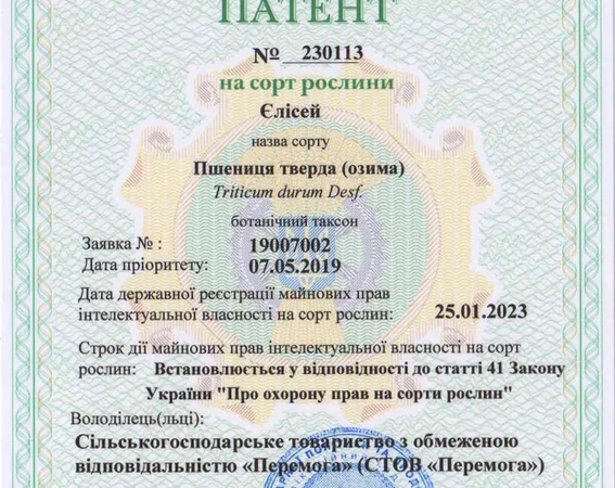 Продается пшеница твердая озимая Єлісей - фото № 4