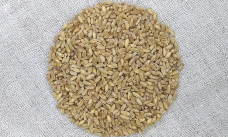 Продаж пшениці твердої озимої Єлісей - фото № 1