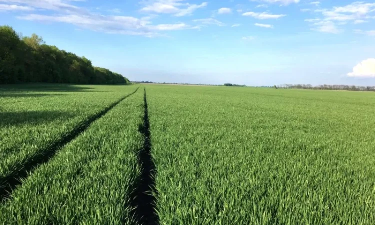 Продаж пшениці твердої озимої Єлісей - фото № 3