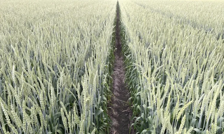 Пшениця яра Панянка на продаж - фото № 1