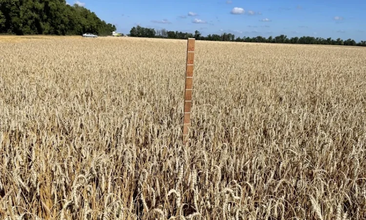 Пшениця яра Панянка на продаж - фото № 2