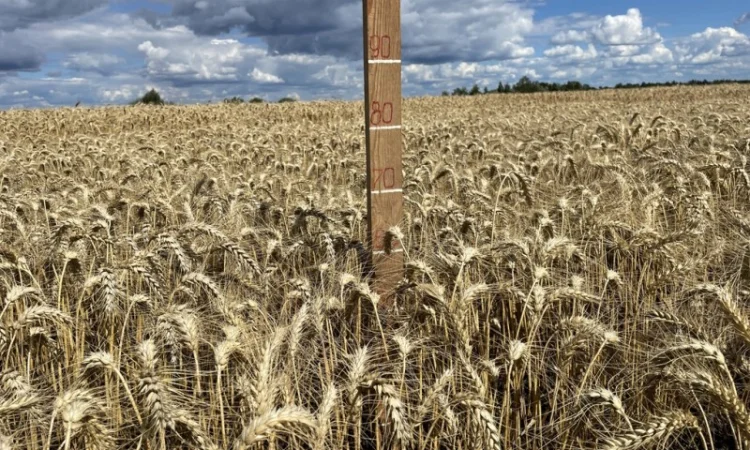 Пшеница мягкая озимая Слава Унави - фото № 1