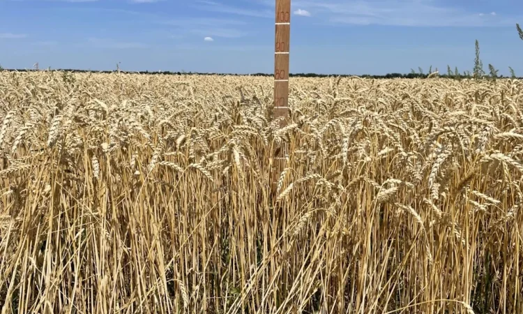 Насіння пшениці ярої сорту Божена - фото № 2