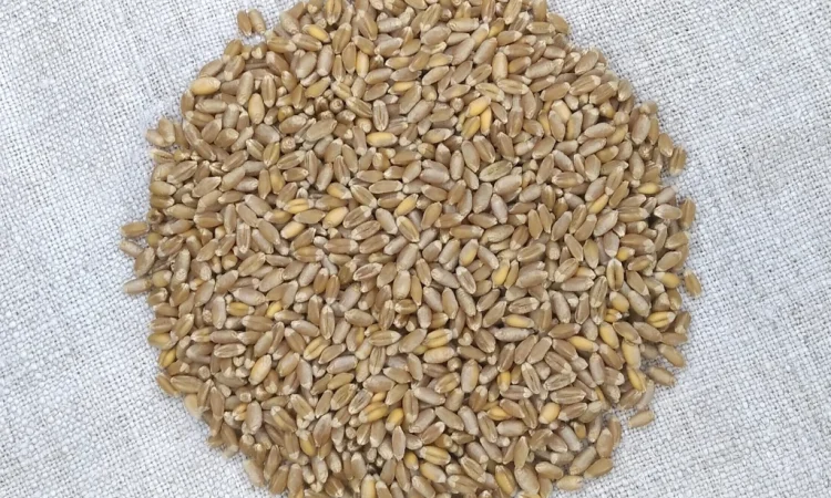 Продаю насіння пшениці ярої Божена - фото № 2